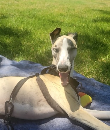 Ziggy the brindle whippet