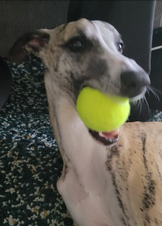 Ziggy the brindle whippet