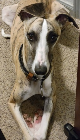 Ziggy the brindle whippet