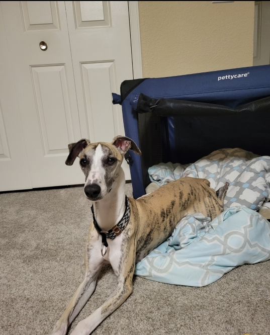 Ziggy the brindle whippet