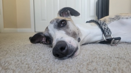 Ziggy the brindle whippet
