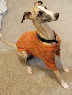 Ziggy the brindle whippet