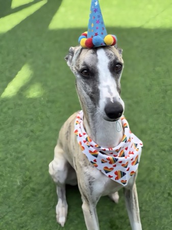 Ziggy the brindle whippet