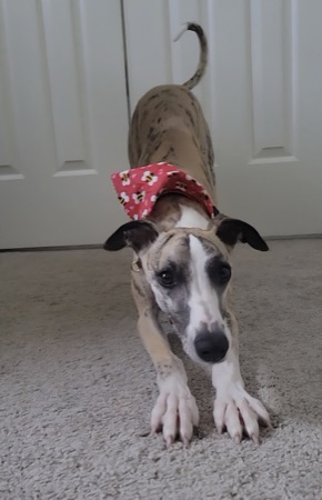 Ziggy the brindle whippet