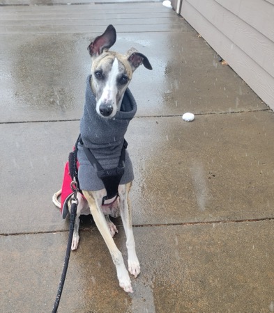 Ziggy the brindle whippet