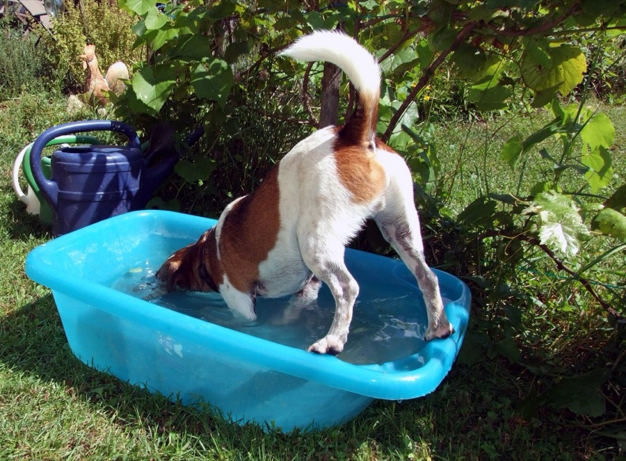 How to Exercise a High-Energy Dog Without the Heat Risk