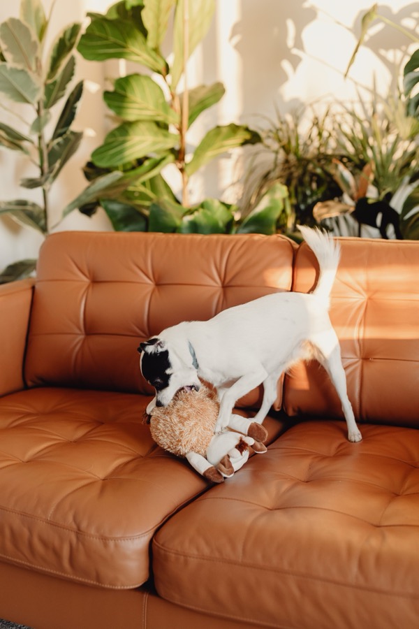 5 Indoor Games to Tire Out Your Dog on a Hot Day