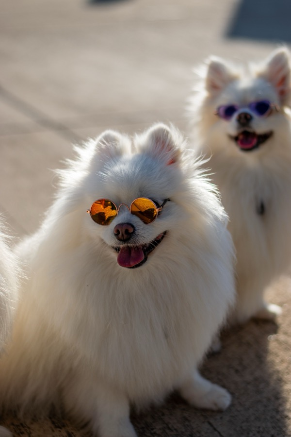 17 Ways to Keep Your Dog Cool This Summer