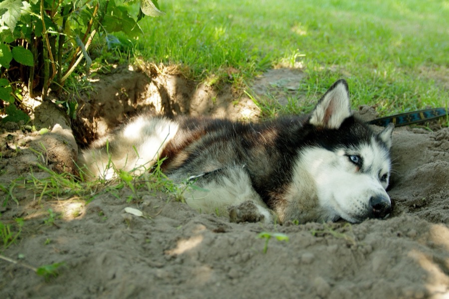 Safe Summer Exercise for Dogs Carrying Extra Weight